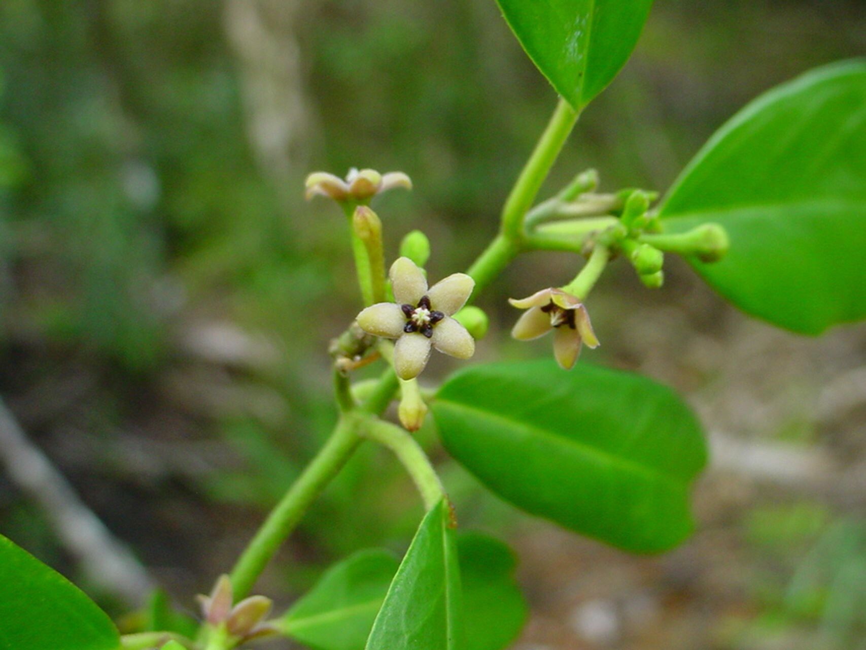 Leichhardtia variifolia — houseplant care guide