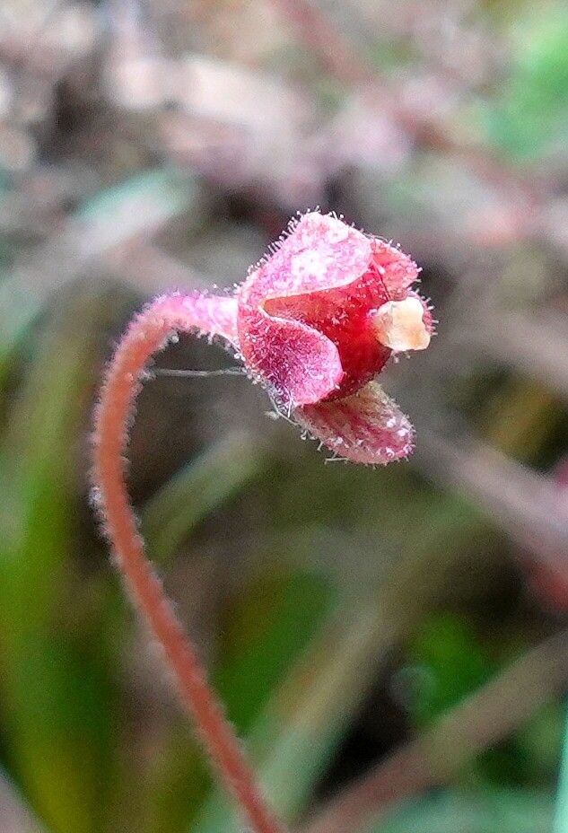 Pinguicula lusitanica fruit