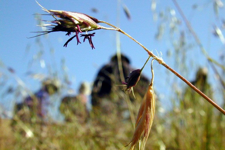 Danthonia californica — related species from the same genus