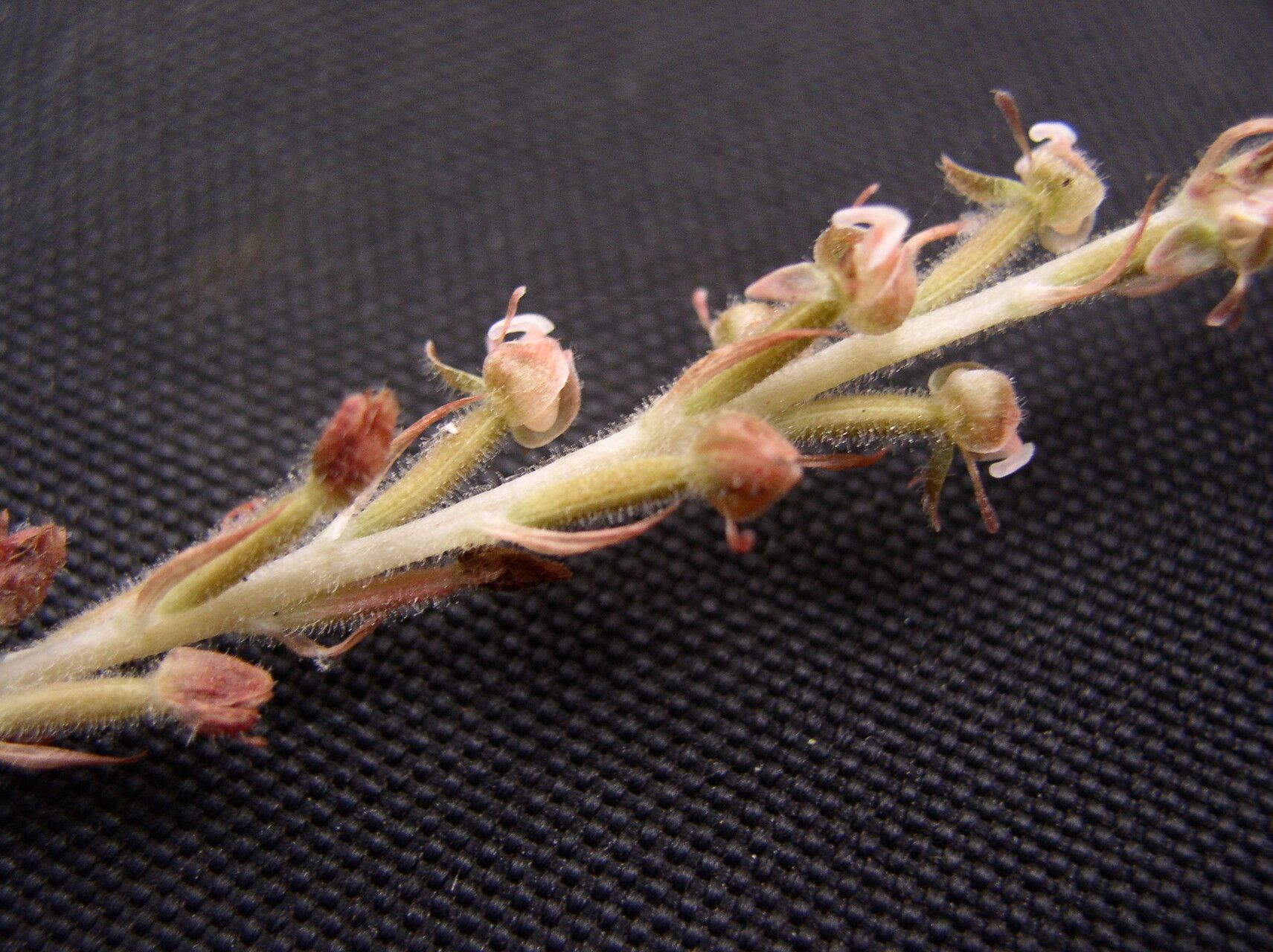 Hetaeria mannii flower