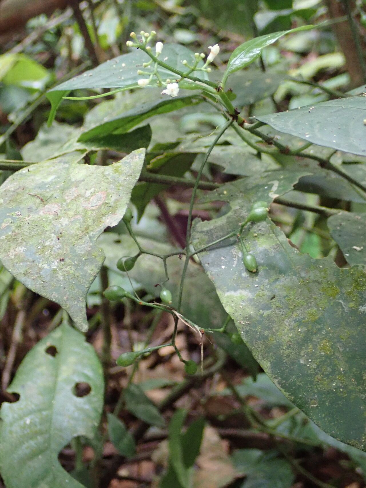 Psychotria solfiana fruit