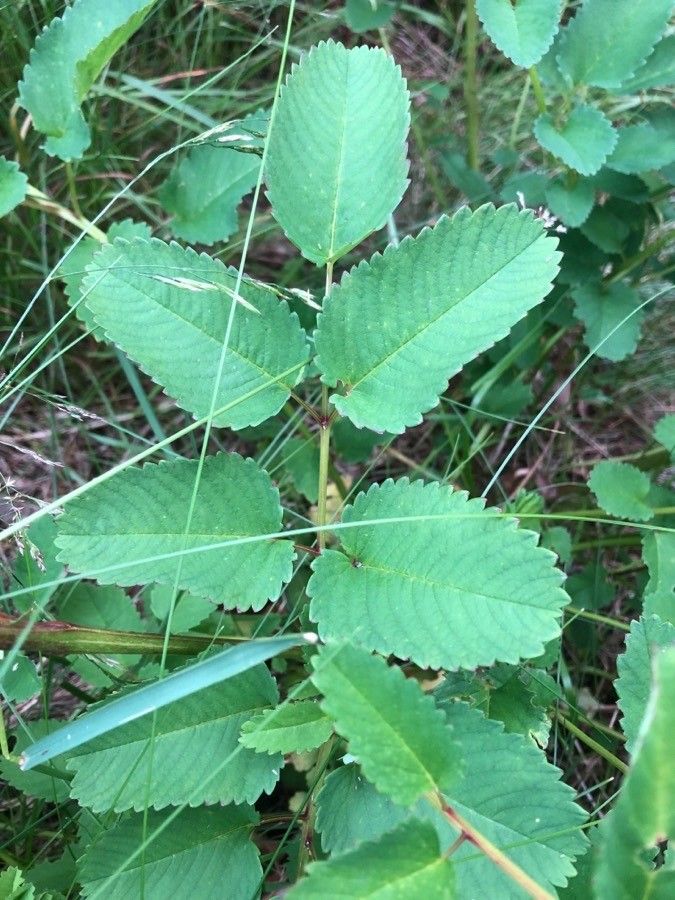 Sanguisorba officinalis — search result for 'Sanguisorba'