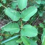 Sanguisorba officinalis