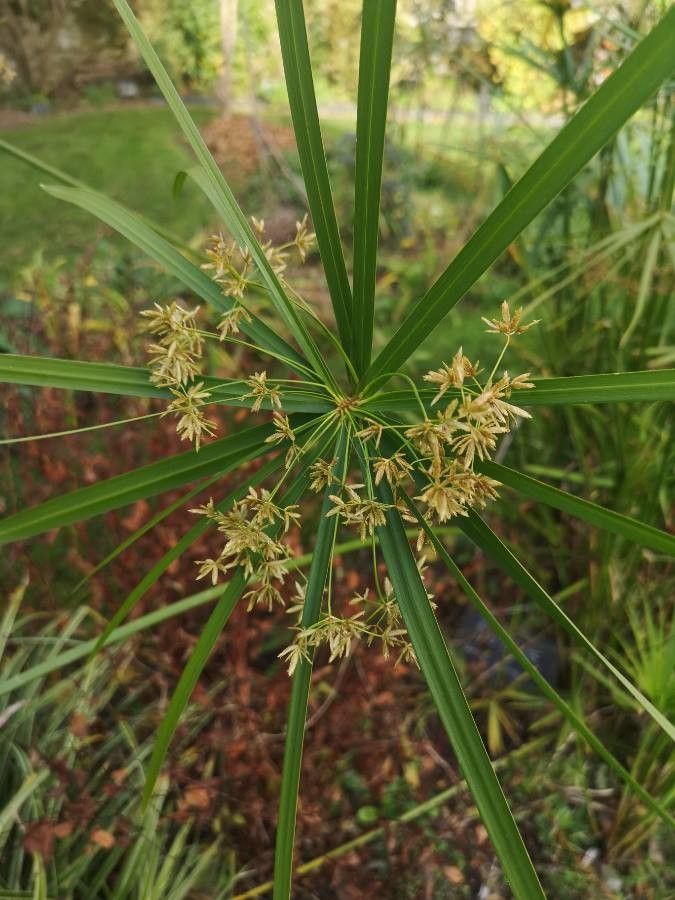 Cyperus involucratus flower