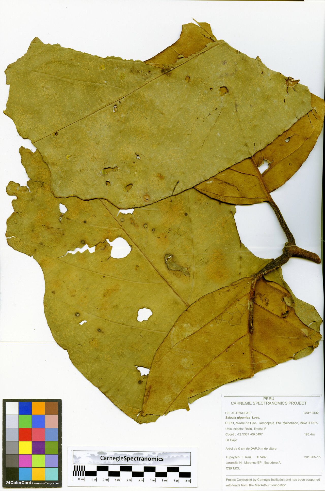 Salacia gigantea leaf