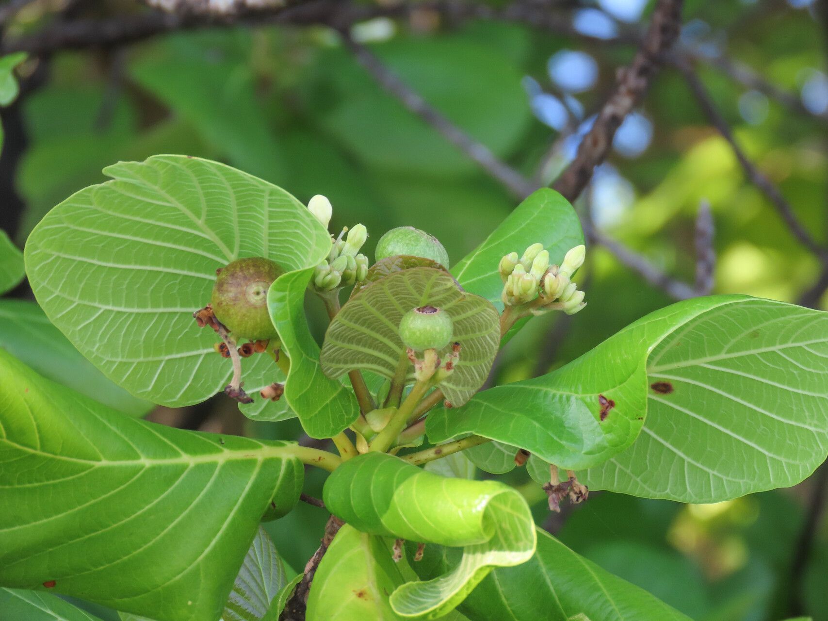 Guettarda speciosa fruit