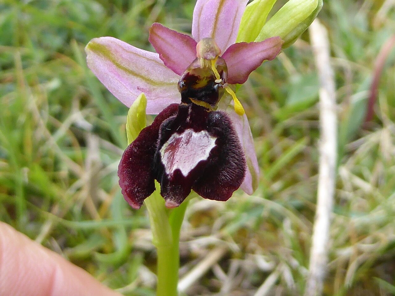 Ophrys × flavicans flower