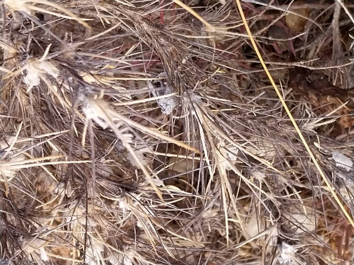 Astragalus clusianus leaf