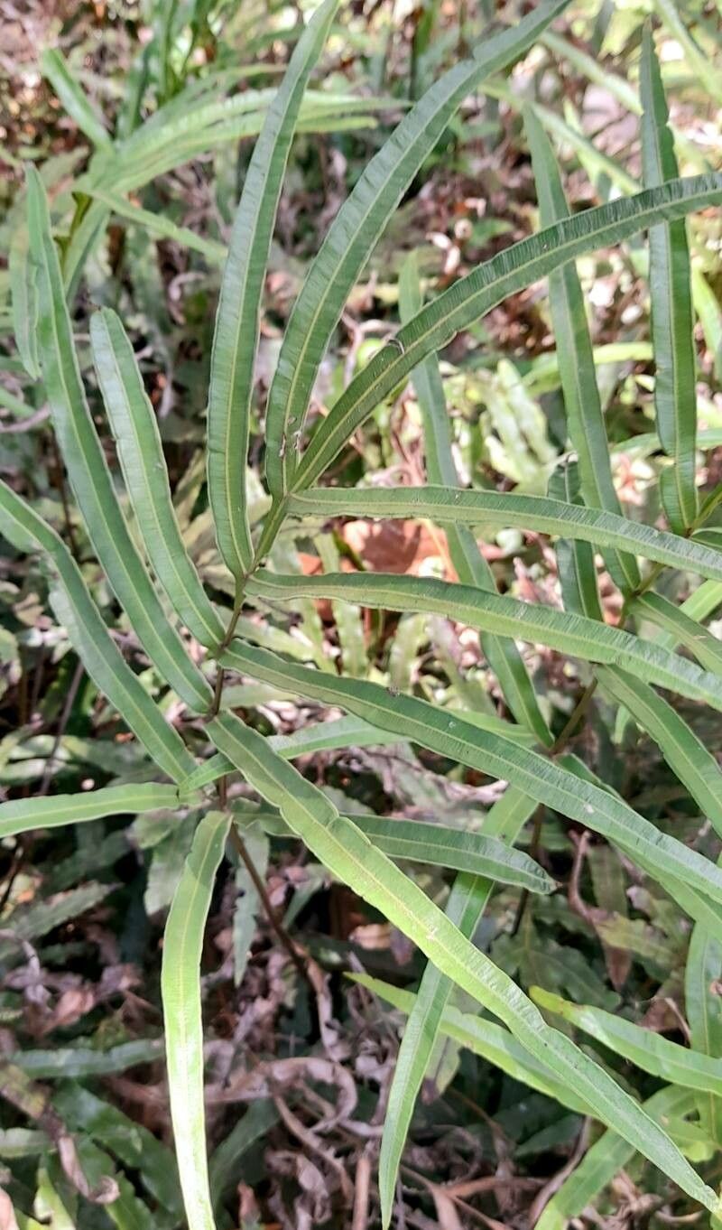 Pteris denticulata habit