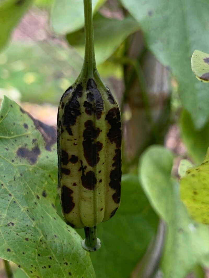 Aristolochia littoralis fruit