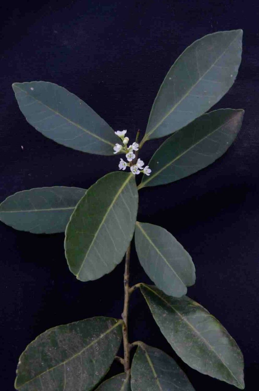 Ilex affinis flower