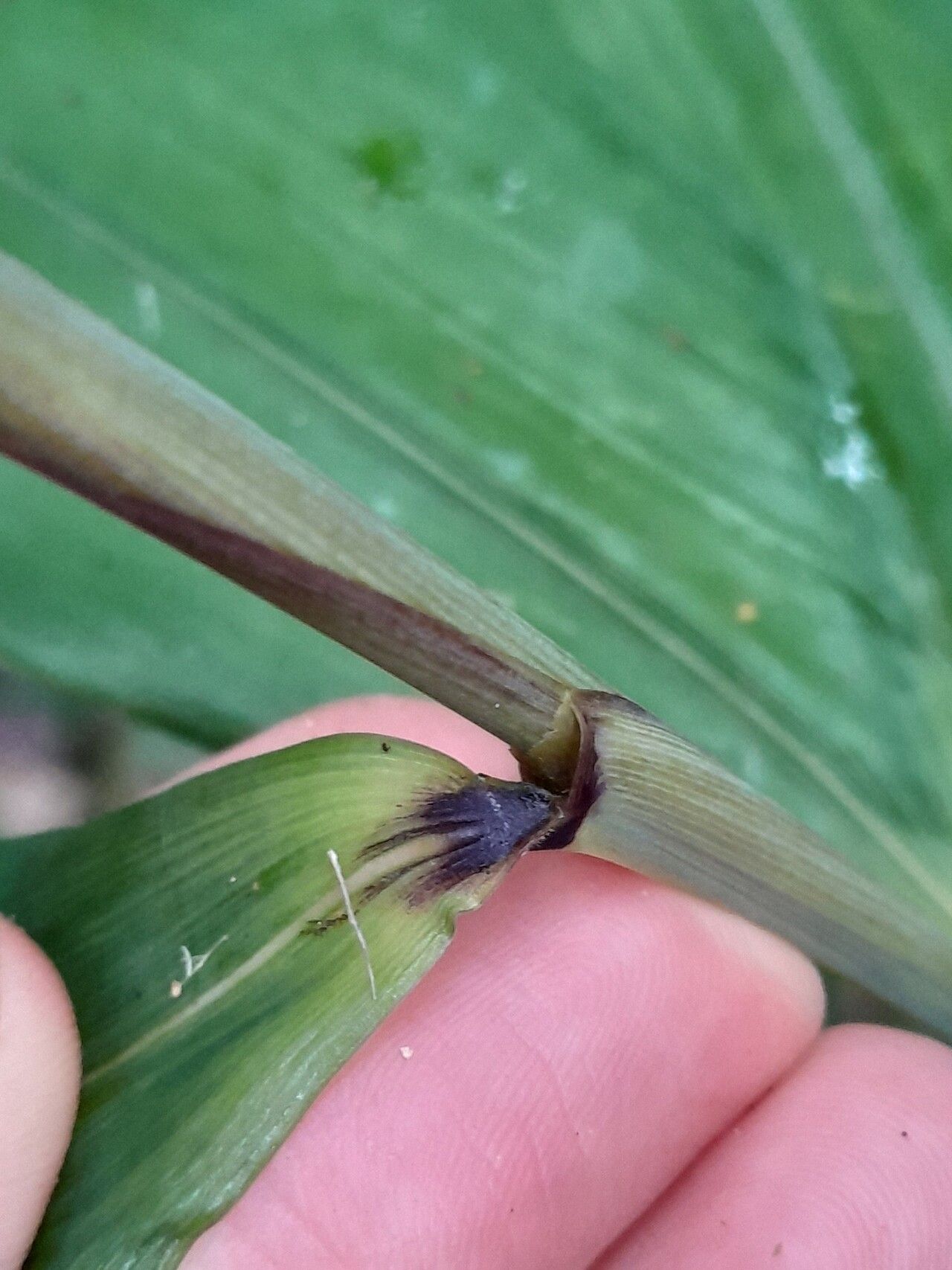 Olyra obliquifolia bark
