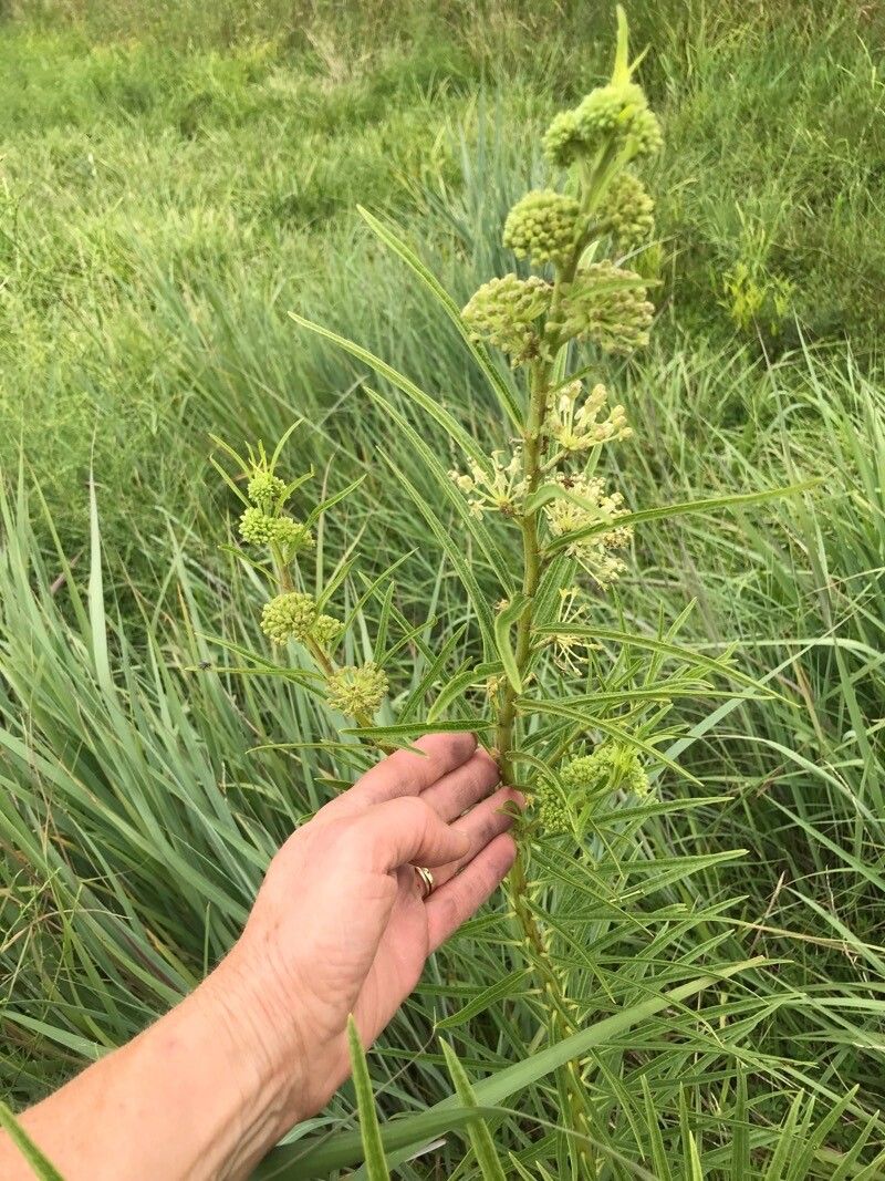 Asclepias hirtella leaf