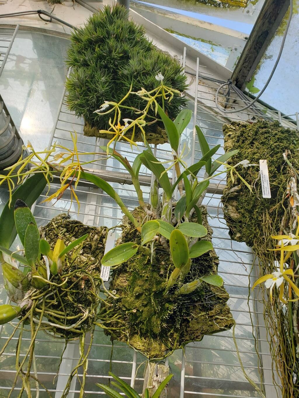 Epidendrum oerstedii habit