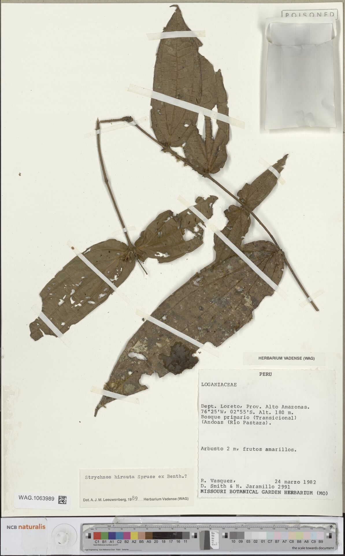 Strychnos hirsuta — houseplant care guide