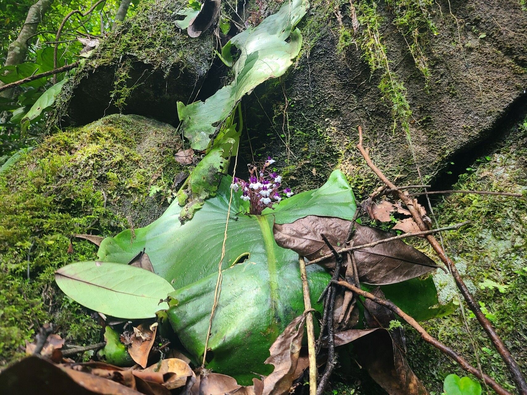 Streptocarpus mannii habit