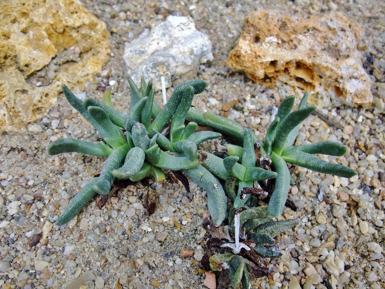 Bergeranthus multiceps habit
