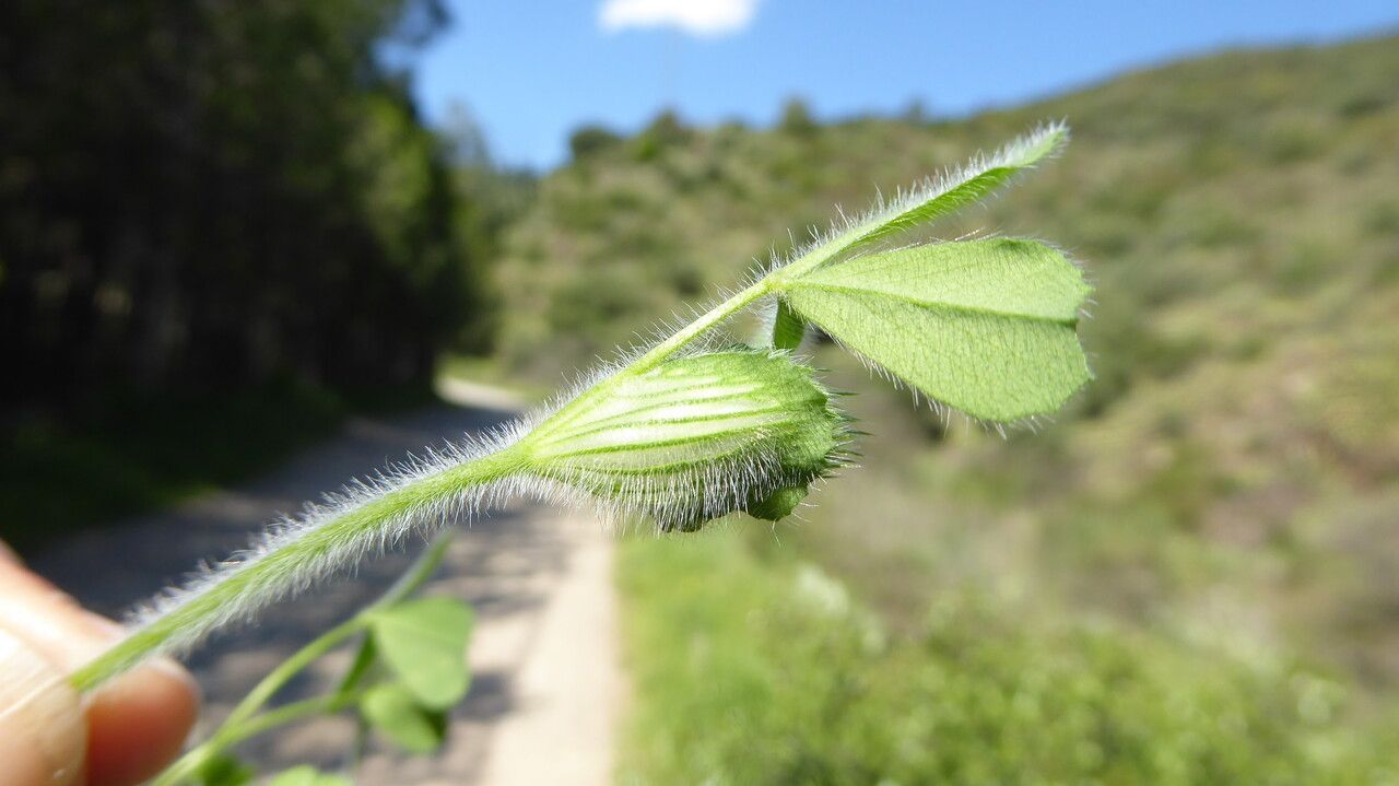 Trifolium stellatum — search result for 'Trifolium'