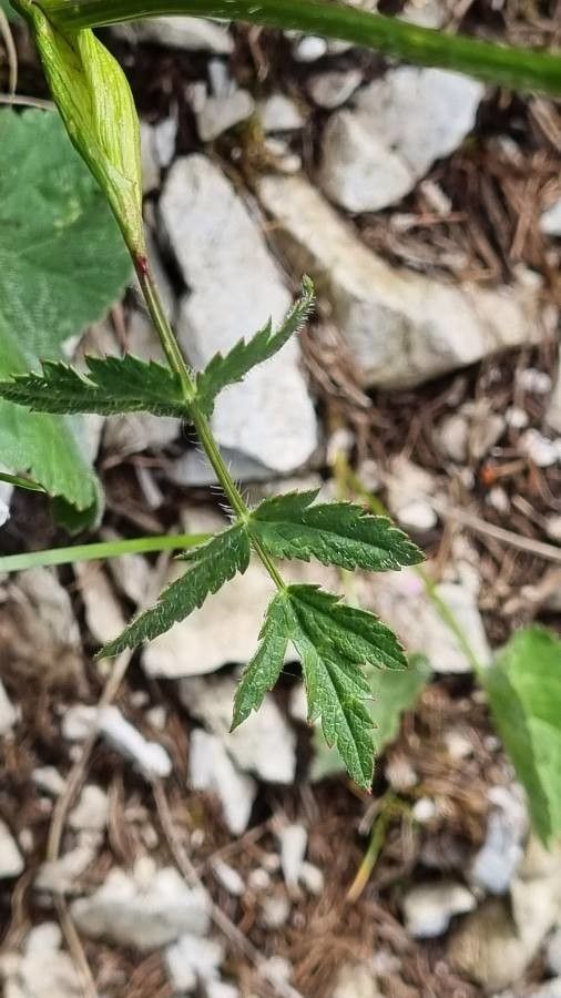 Heracleum austriacum leaf