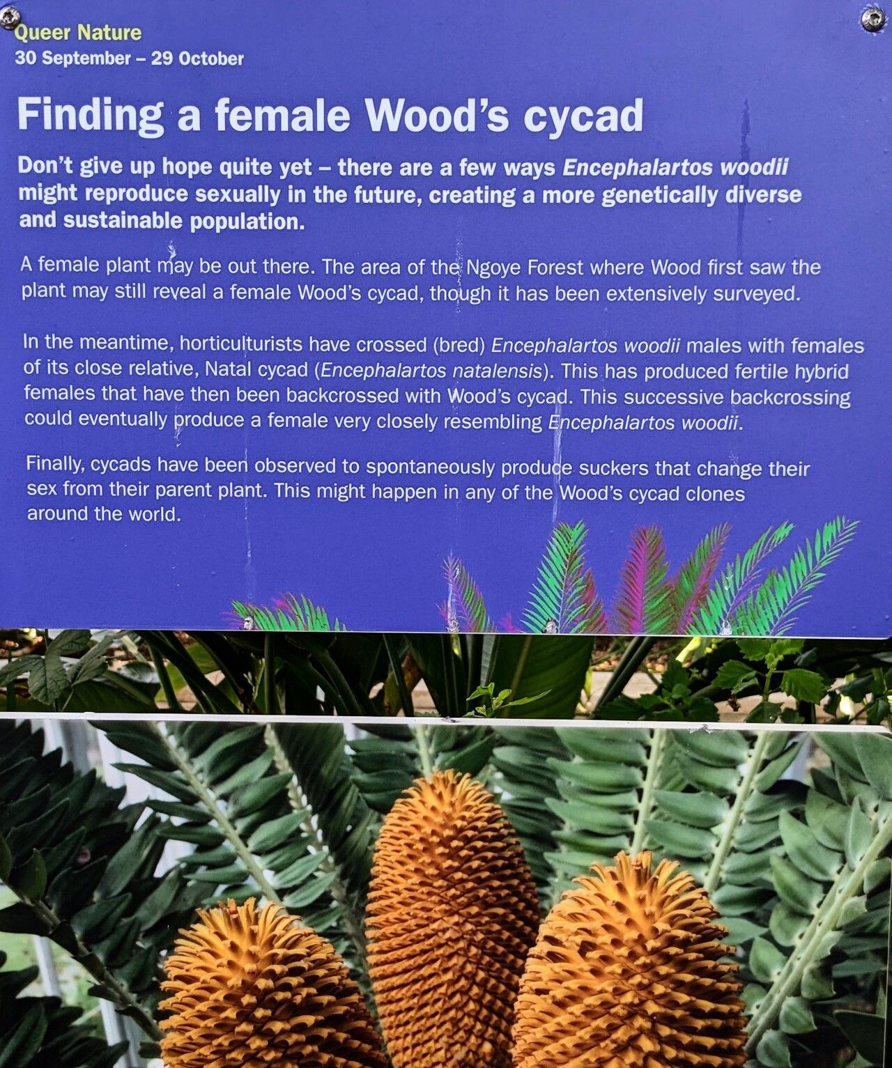 Encephalartos woodii flower