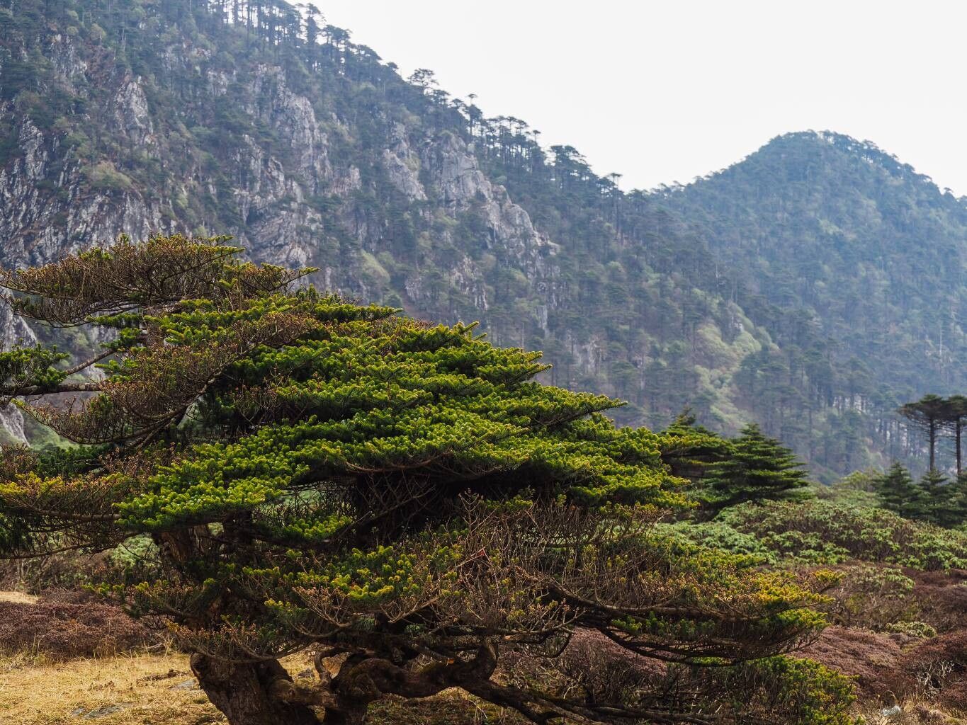 Abies delavayi — houseplant care guide