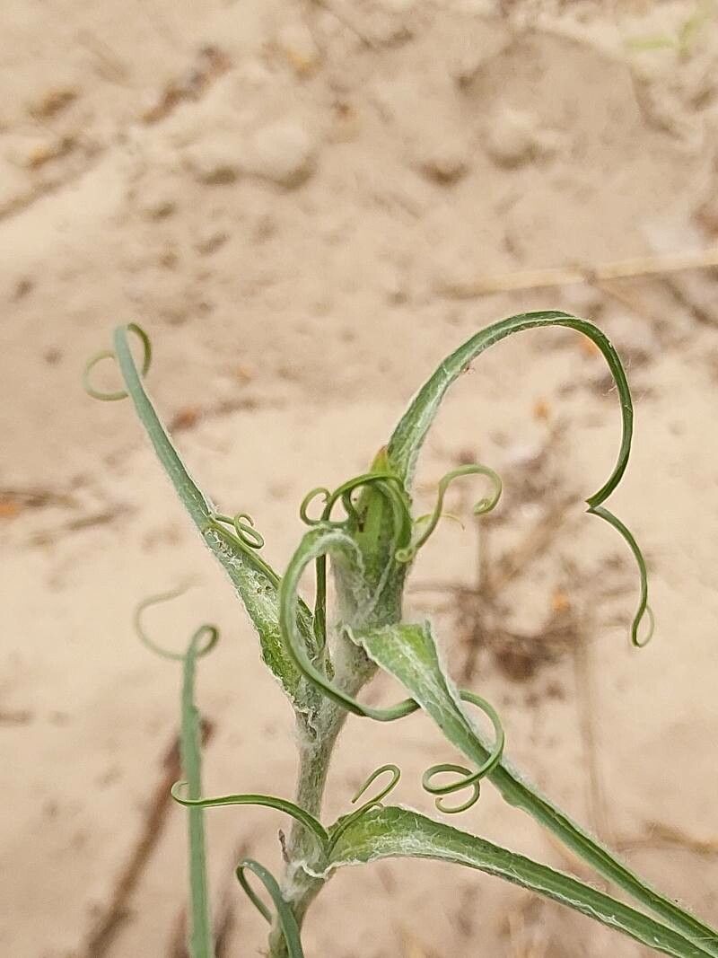 Tragopogon ucrainicus — search result for 'Tragopogon'