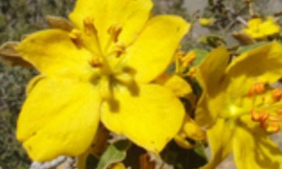 Fremontodendron californicum flower