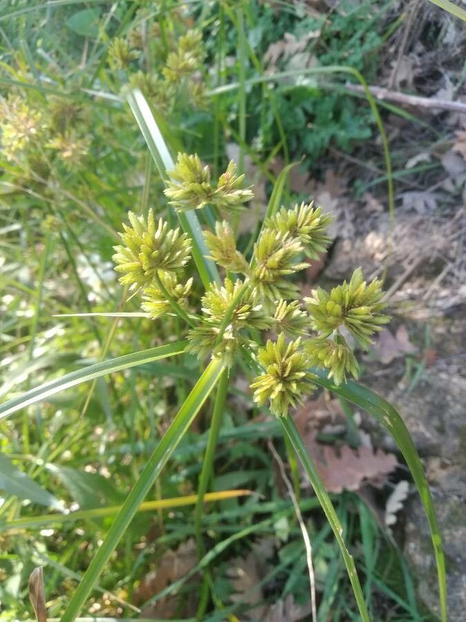 Cyperus eragrostis fruit