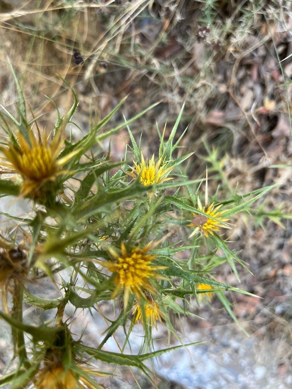 Carlina curetum flower