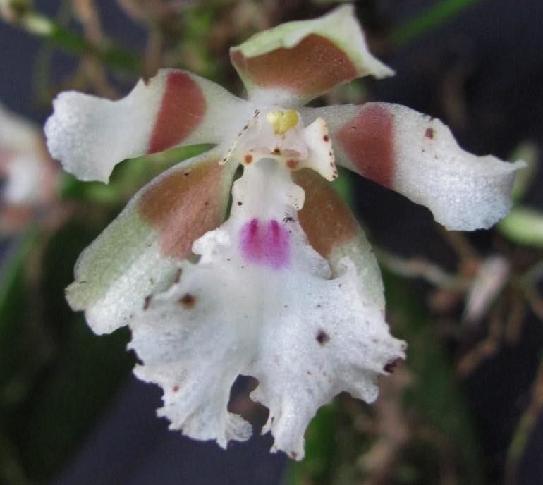 Trichocentrum pfavii flower