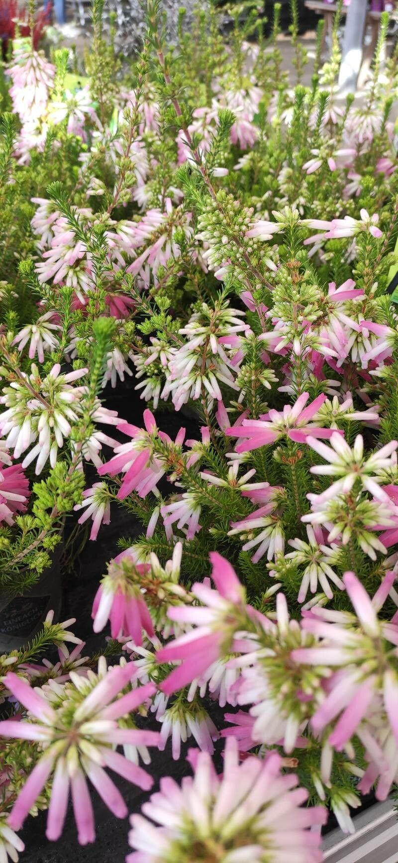 Erica verticillata habit