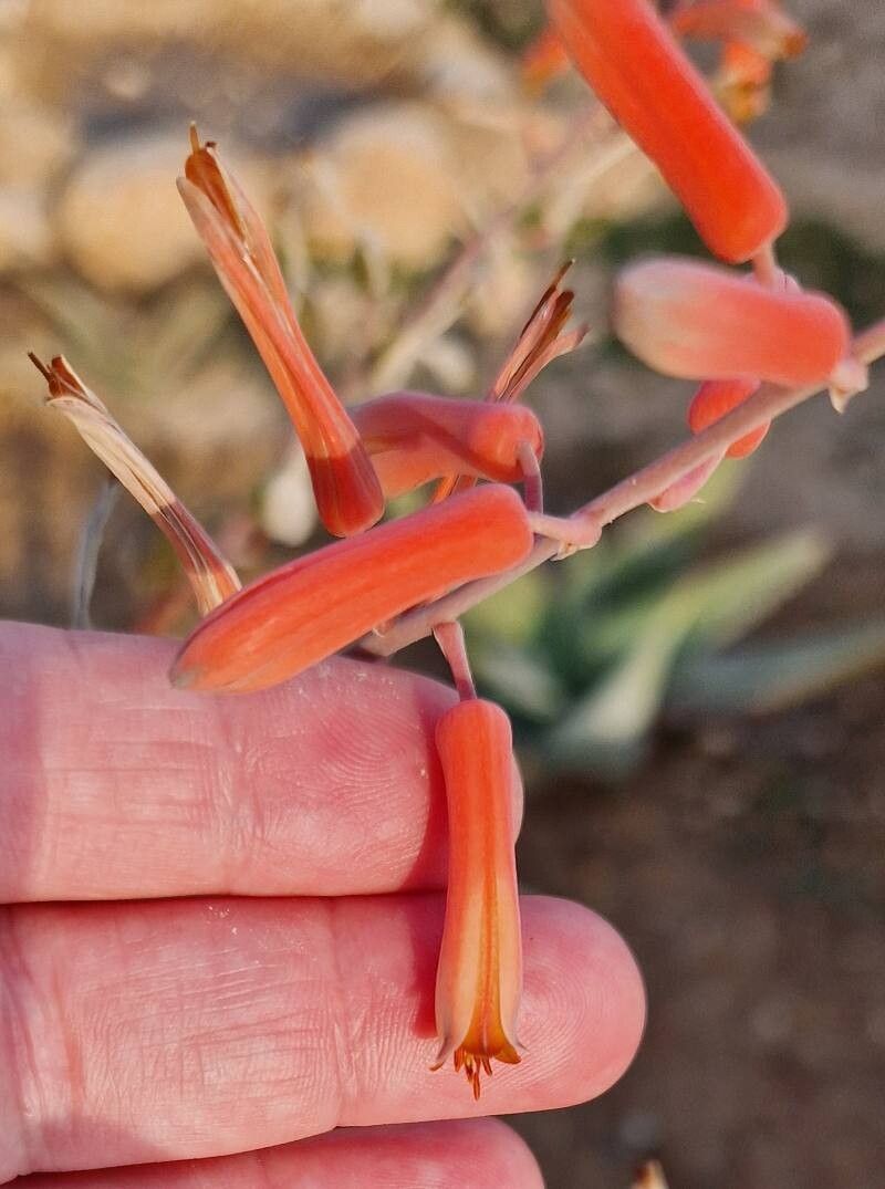 Aloe inermis flower