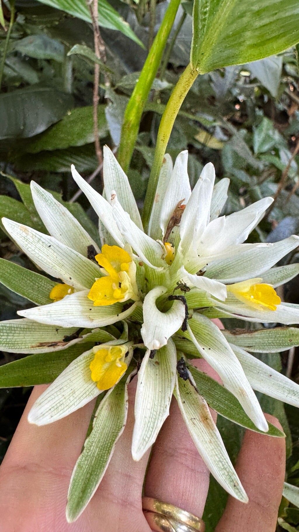 Goeppertia altissima flower