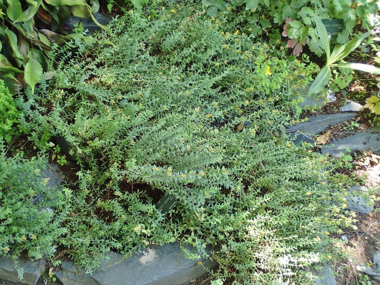 Hypericum reptans habit
