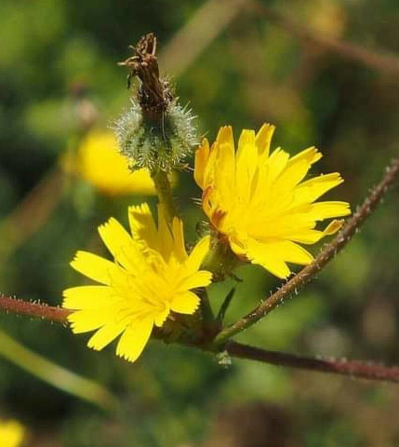 Picris altissima — related species from the same genus