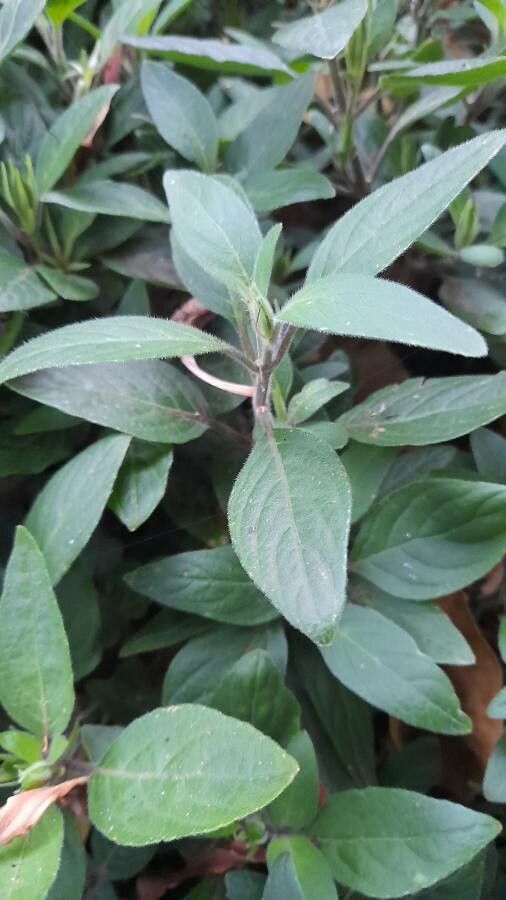 Browallia speciosa leaf