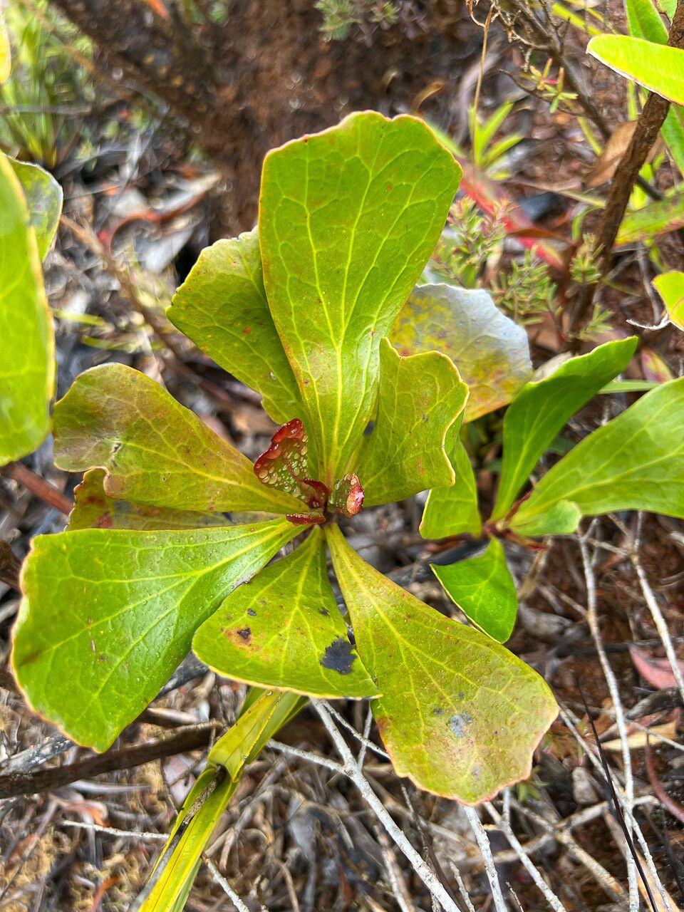 Beaupreopsis paniculata — search result for 'Proteaceae'