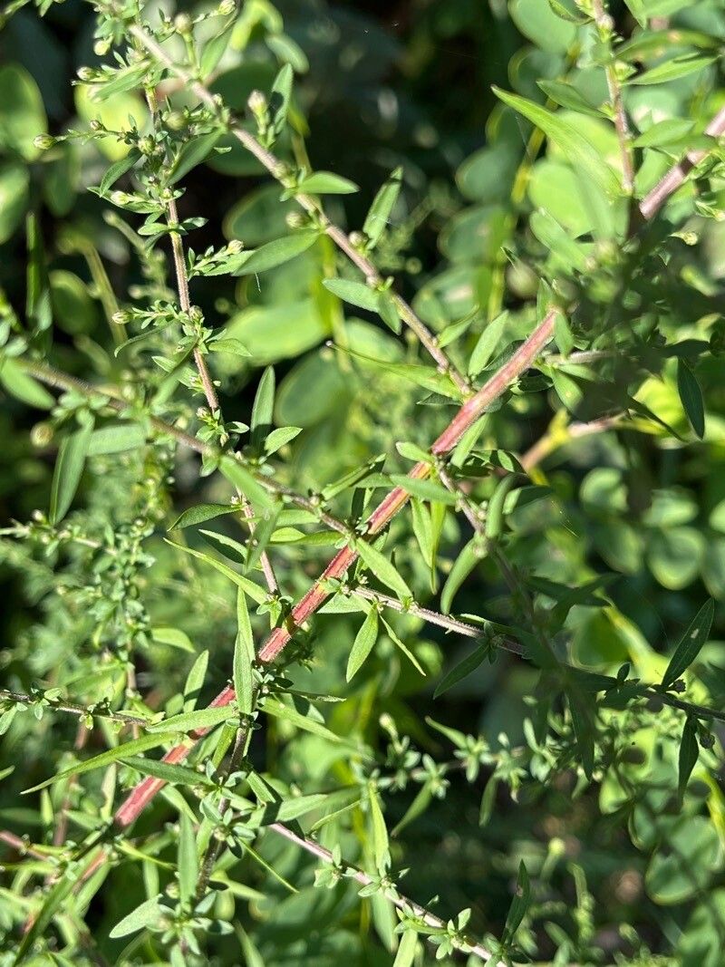 Symphyotrichum dumosum leaf
