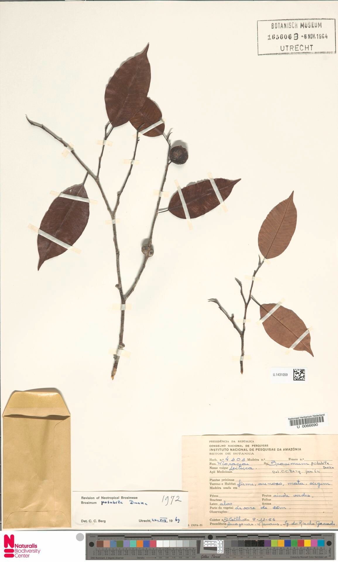 Brosimum potabile fruit