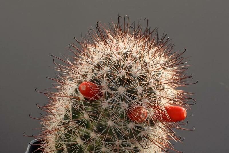 Cochemiea tetrancistra fruit