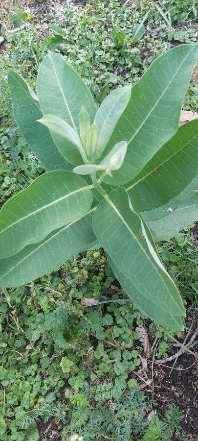 Asclepias sullivantii