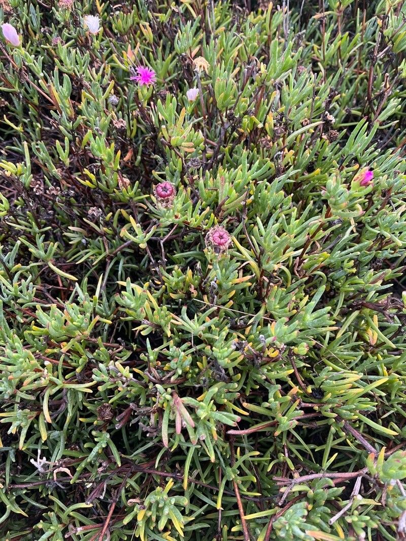 Lampranthus spectabilis leaf