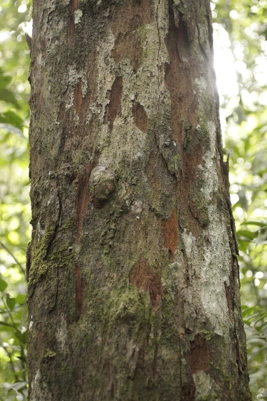 Chrysophyllum sanguinolentum bark
