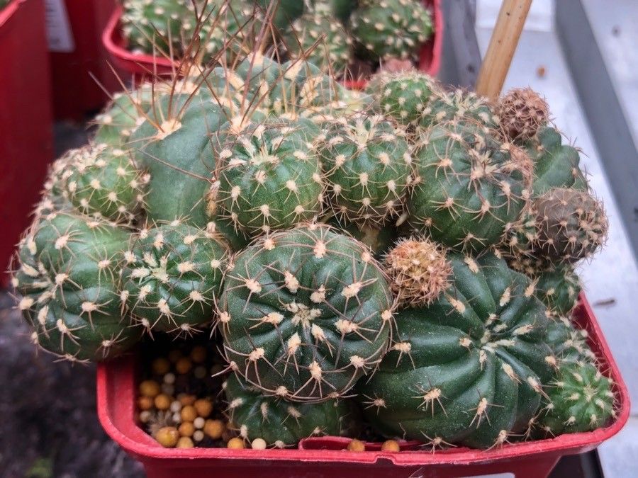 Matucana polzii — houseplant care guide