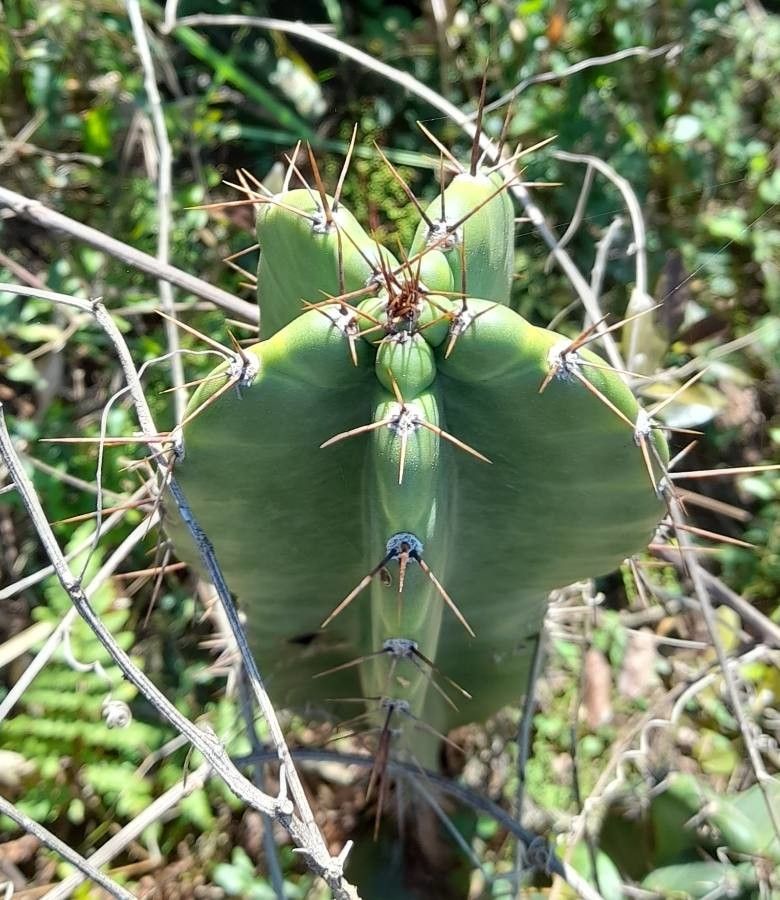 Cereus stenogonus leaf