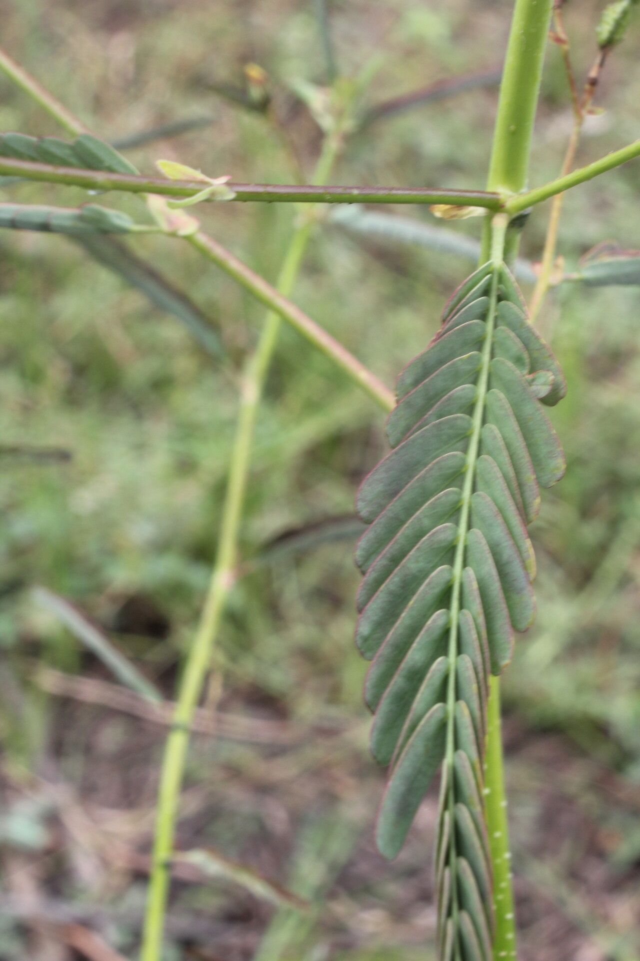 Aeschynomene rudis leaf
