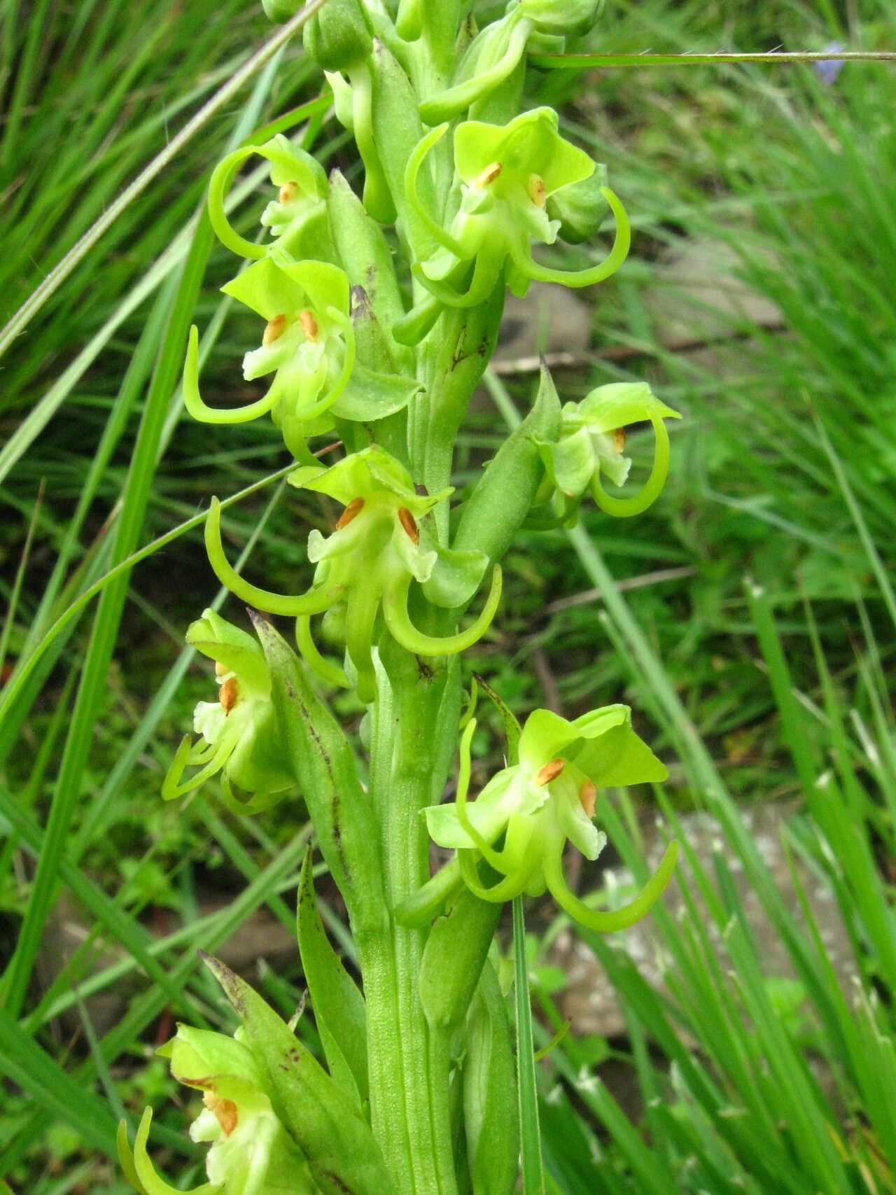 Habenaria obovata flower