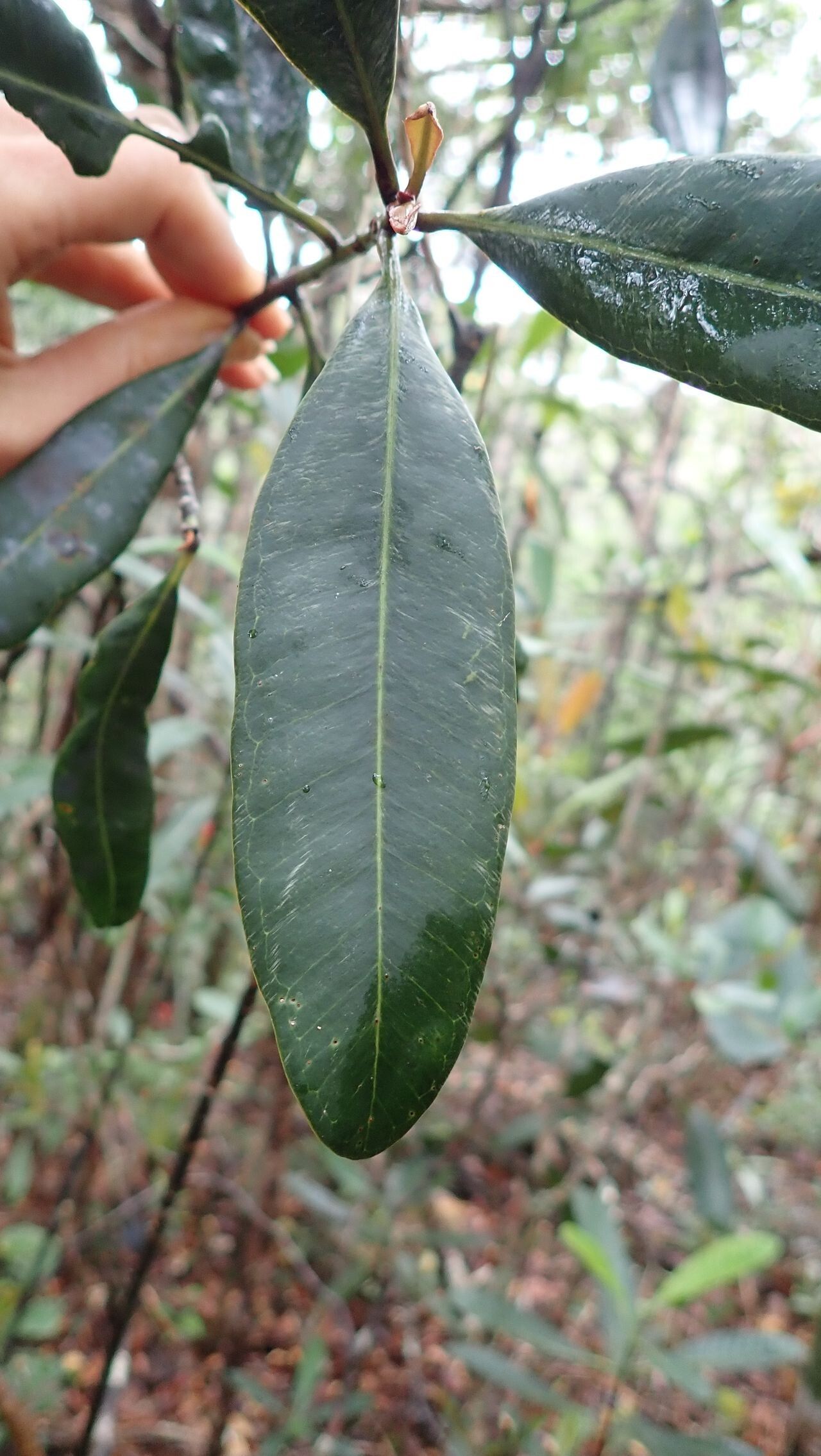 Pycnandra lissophylla leaf
