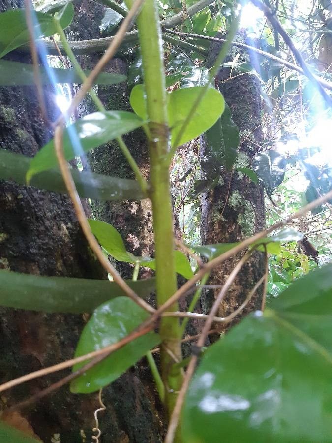 Ficus nymphaeifolia bark