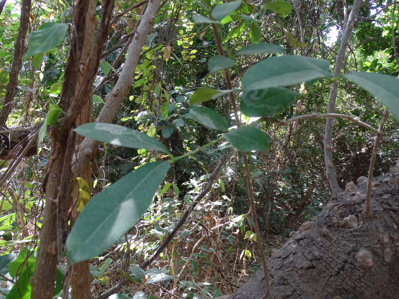 Zanthoxylum zanthoxyloides — search result for 'Senegal'